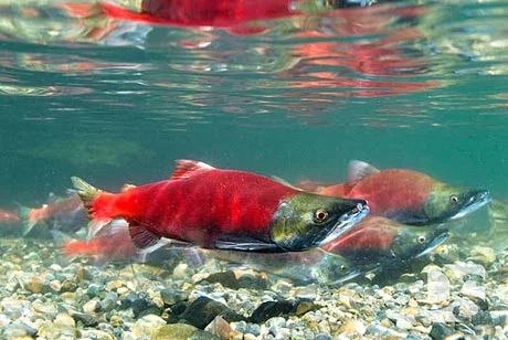 Where to See Salmon Spawning Near Seattle Salmon Mermaid, Salmon Tattoo, Fishing Alaska, Alaska Life, Salmon Art, Kokanee Salmon, Seattle Rain, Chinook Salmon, Pacific Salmon