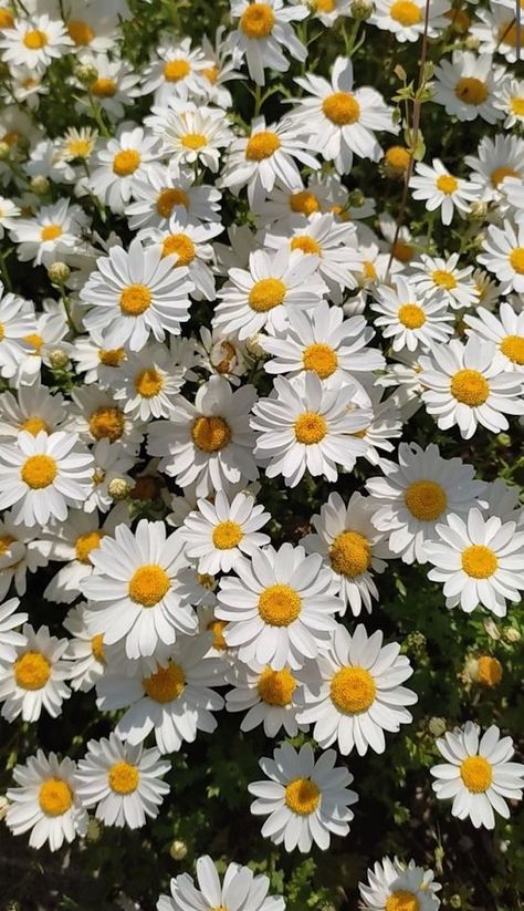 What are the birth month flowers and their meaning? Daffodil Images, Pretty Flowers Pictures, Birth Stones, Daisy Wallpaper, Söt Katt, Flowers Photography Wallpaper, Photographie Inspo, Nothing But Flowers, Wallpaper Laptop