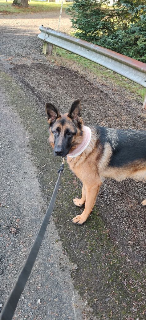 Dog Walking German Shepherd, German Shepherd Snap, Walking German Shepherd, German Shepherd Facts, Dog Snap, Alien Pictures, German Shepherd Training, German Dogs, Dog Pee