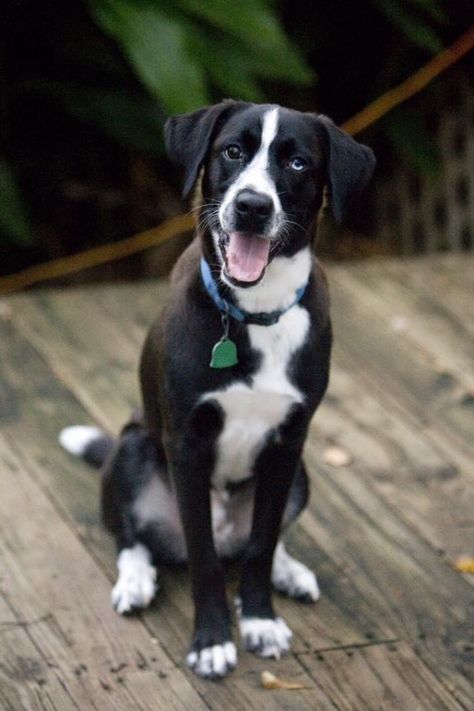 Short Hair Border Collie, Border Collie Aussie, Short Haired Border Collie, Mcnab Dog, Border Collie Lab Mix, Dog Border Collie, Aussie Mix, Border Collie Mix, Help Animals