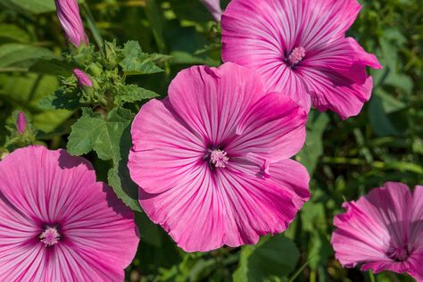 How to Grow Lavatera–Tree Mallow Fast Growing Hedge, Seed Starting Mix, Tall Plants, Evergreen Shrubs, Garden Soil, Leaf Flowers, Seed Starting, Growing Tree, Potting Soil