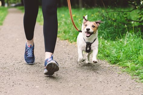 How Long You Should Be Walking Your Dog Based on Their Breed Small Sized Dogs, Dog Walking Services, Cuddling On The Couch, Young Animal, Pet Insurance, Types Of Dogs, Older Dogs, Small Dog Breeds, Dog Walker