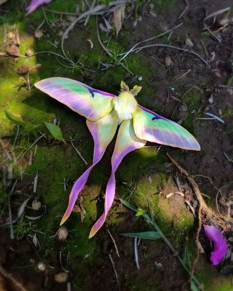 Luna Moth, Moth, Purple, Flowers, Green, Pink