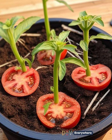 Tomato Slice, Propagating Roses, Rooting Roses, Rose Cuttings, Soil Layers, Growing Roses, Tomato Seeds, Planting Roses, Vegetable Garden Design