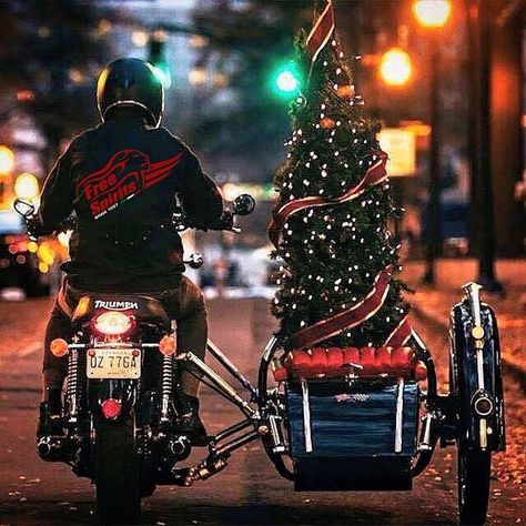 Driving home for Christmas  #triumph #triumphmotorcycles #christmas #christmastree #motorcycle... Motorcycle Christmas, Moto Triumph, Bobber Custom, Moto Cafe, Triumph Bonneville, Merry Christmas To You, Triumph Motorcycles, Jingle All The Way, Noel Christmas