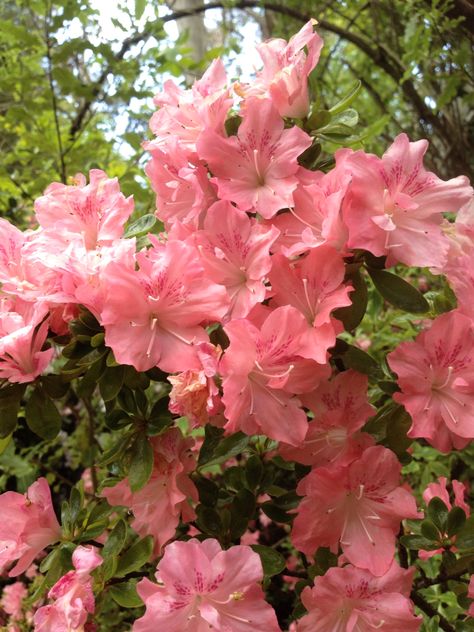 Amazing Azalias flowering for Spring at my mother's home J❤️M Azelea Aesthetic, Azelea Aesthetic Flower, Azealia Flower, Gardens Ideas, Mom Tattoo, Nothing But Flowers, Mom Tattoos, Flowers Nature, Cool Plants