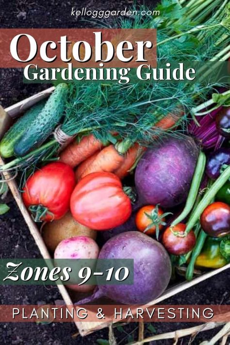 October Gardening Guide Zones 9-10 Fall Garden Prep, Zone 10 Plants, Zone 9 Gardening, Fall Garden Planting, Fall Container Plants, Garden Checklist, Full Garden, Garden Prepping, Arizona Gardening