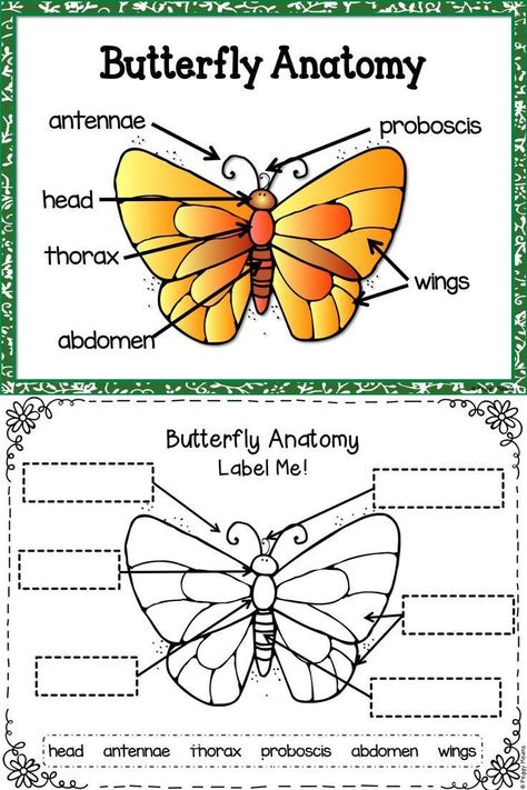 Life Cycle of a Butterfly - This is a joyous unit to do with your students! Make learning about the life cycle of butterfly fun as students engage with science Preschool Butterfly, Butterfly Worksheet, Butterfly Lessons, Science Life Cycles, Life Cycle Of A Butterfly, Cycle Of A Butterfly, Butterfly Science, Ag Education, Insect Unit