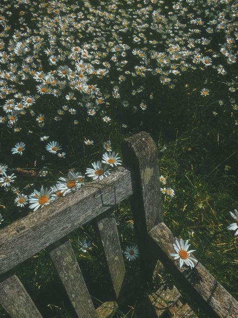 Captured with iPhone 11 #nature #flowers #daisy #daisies Camomile Flower Aesthetic, Daisy Core Aesthetic, Daisy Core, Lia Core, Daisies Aesthetic, Flower Child Aesthetic, Daisy Aesthetic, Nostalgic Photography, Daisy Fields