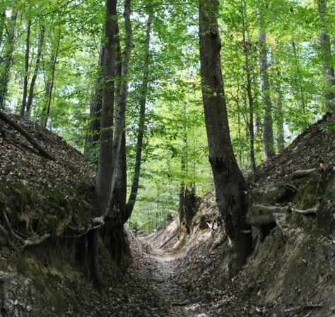 12 fun and scenic stops along the Natchez Trace Natchez Trace Parkway, Bald Cypress Tree, Cypress Swamp, Natchez Trace, Bald Cypress, National Road, Arch Bridge, Pedestrian Bridge, Cypress Trees