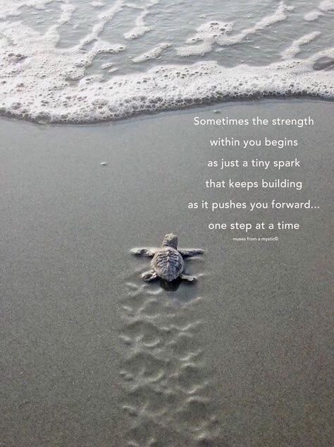 True sweet words Turtle Symbolism, Turtle Quotes, Mystic Quotes, Shark Fin, Cute Turtles, Beach Quotes, Sea Turtles, Sweet Words, A Sea