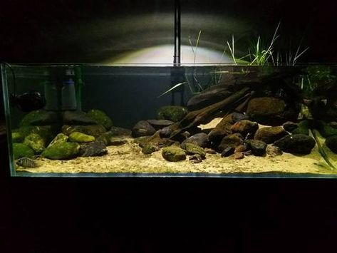 Blackwater Aquarium, Biotope Aquarium, Fish Aquarium Decorations, Aquarium Landscape, Aquascape Aquarium, Waxing Poetic, Vivarium, Baby Swimming, Aquarium Decorations