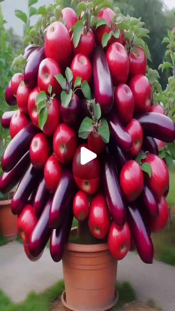 Fruits Video, Fruit Video, Tie A Tie Easy, Grafting Fruit Trees, Apple Plant, Fruit Tree Garden, Tree Garden, Garden Idea, Fruit Tree