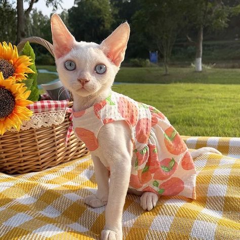 Sphynx Cat Outfit, Hairless Cat Clothes, Sphynx Cat In Clothes, Hairless Cat Aesthetic, Sphynx Cat Aesthetic, Yana Core, Orange Cat Breeds, Cat Notes, Cute Sphynx Cat