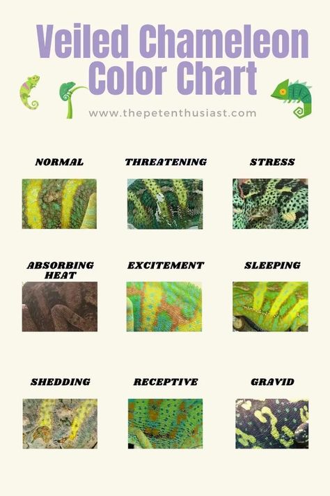 Veiled Chameleon Color Chart Chameleon Safe Plants, What Do You Need For A Chameleon, Chameleon Set Up, Veiled Chameleon Enclosure Ideas, Chameleon Care Tips, Veiled Chameleon Care, Chameleon Cage Setup Ideas, Diy Chameleon Enclosure, Veiled Chameleon Enclosure