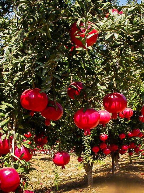 Pomegranate Farming, Fruit Shrub, Fruits Name In English, Fruit Names, Pomegranate Fruit, Rare Seeds, Beautiful Fruits, Fruit Plants, Pomegranate Seeds