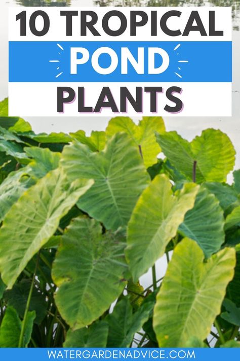 tropical pond plants Tropical Pond Ideas, Tropical Pond Landscaping, Pond Plants Ideas, Pond Plants That Clean Water, Tropical Pond, Water Plants For Ponds, Plants For Ponds, Pond Inspiration, Small Fish Pond