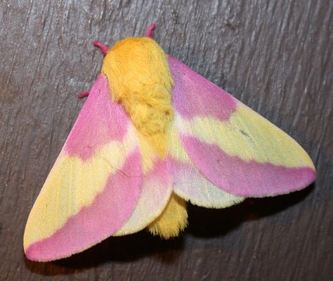 Pink and Yellow Moth Species | Spotting Image 1 Moth Pottery Painting, Rosey Maple Moth Drawing, Rosey Maple Moths, Moth Facts, Pretty Insects, Maple Moth, Pink Moth, Moth Drawing, Rosy Maple Moth