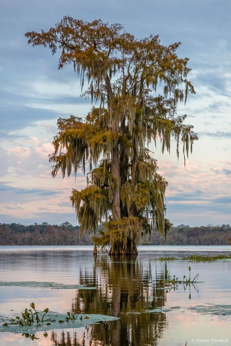 A lone bald cypress tree with rust colored leaves stands shrouded in Spanish moss in the shallow waters of Lake Martin outside Breaux Bridge, Louisiana. Louisiana Cypress Trees, Cypress Trees Swamp, Spanish Moss Tree Painting, Spanish Moss Tree Tattoo, Cypress Trees Painting, Tree Reference Photography, Spanish Moss Tattoo, Cypress Tree Painting, Cypress Tree Tattoo