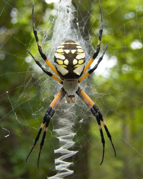 Garden Spider. Large black and yellow garden spider on its web #Sponsored , #PAID, #Affiliate, #Spider, #black, #spider, #Large Yellow Garden Spider, Weird Insects, Garden Spider, Large Spiders, Yellow Garden, Creepy Crawlies, Arthropods, Black Spider, Arachnids