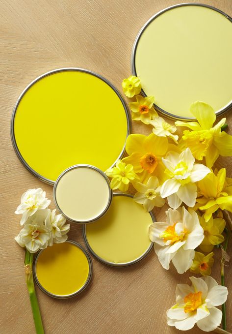 daffodil-flower-yellow-bright-AmwI07c8ana8QVo5aZUxct Warm Yellow Paint Colors, Yellow Bedroom Paint, Pale Yellow Paints, Picking Paint Colors, Yellow Ceiling, Yellow Paint Colors, Painter And Decorator, Yellow Paint, Paint Color Palettes