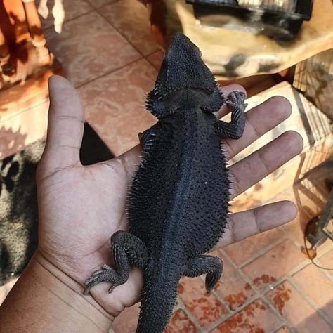 Purple Bearded Dragon, Full Grown Bearded Dragon, Albino Bearded Dragon, Big Bearded Dragon, Blue Bearded Dragon, Bearded Dragon Blanket Pattern, Black Bearded Dragon, Bearded Dragon Pet, Orange Bearded Dragon