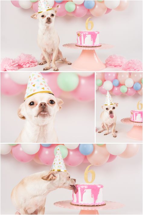 Dog Birthday Photo Shoot | Pet Charm Photography | Fawn Chihuahua Dog Birthday Cake Photoshoot, Dog Party Photoshoot, Dog Birthday Ideas Pictures, Dog Birthday Party Photo Shoot, Chihuahua Birthday Party, Senior Dog Birthday Photoshoot, Dog 1st Birthday Pictures, Party For My Dog, Puppy 1st Birthday Photo Shoot