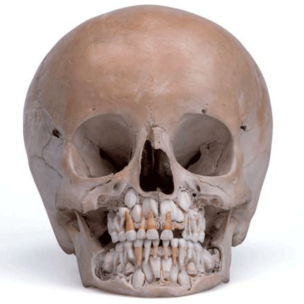 Curiosities:Human oddities, remains and medical mysteries on ... Baby Skull Teeth, Childs Skull, Medical Mysteries, Skull Teeth, Prenatal Development, Milk Teeth, Skull Reference, Vintage Medicine, Human Oddities