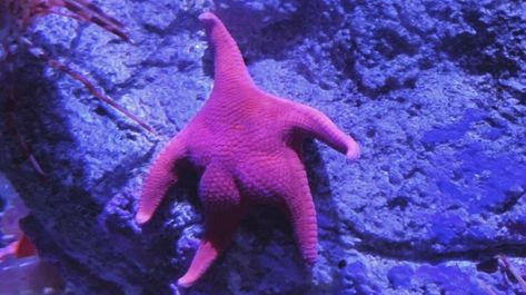 Starfish, Water