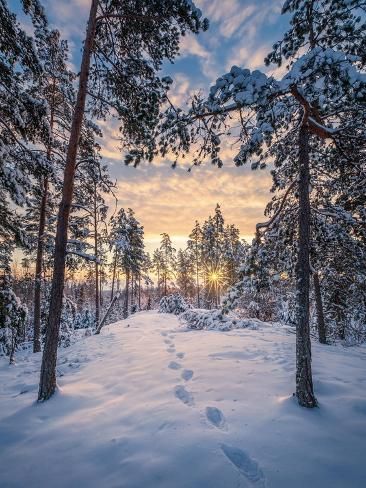 size: 12x9in Photo: Scenic winter landscape with forest, sunrise and footprints at morning time in Finland : Forest Sunrise, Arctic Blast, Birthday Fiesta, Winter Dance, Morning Time, Snowy Forest, I Love Winter, Bright Winter, Moon Photography