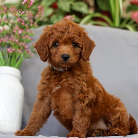 Haven - F1b • Irish Doodle Mini • Infinity Pups Mini Irish Doodle, Doodle Dog Breeds, Irish Doodle, Mini Poodle, Doodle Puppies, Mini Puppies, Doodle Puppy, Mini Poodles, Hip Dysplasia