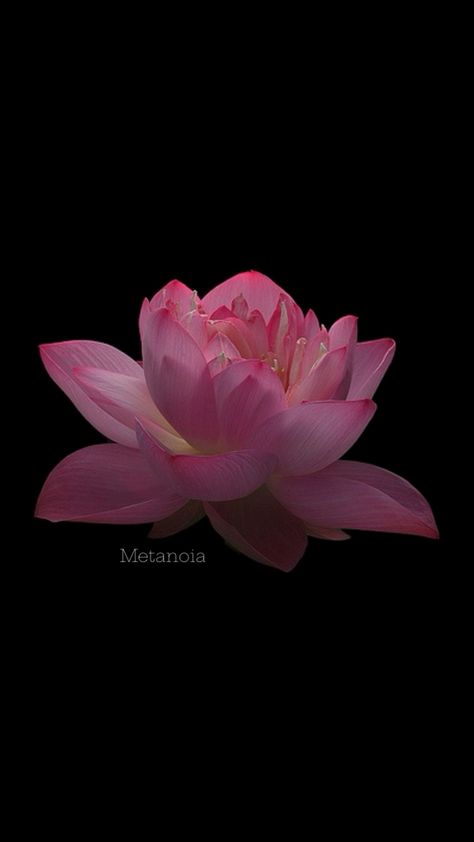 The lotus flower can be a sign of a new beginning which can also be the Greek word for Metanoia Lotus Flower Wallpaper, The Lotus Flower, Iphone Homescreen Wallpaper, A New Beginning, The Lotus, Greek Words, New Beginning, Homescreen Wallpaper, A Sign