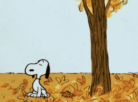 19 Gorgeous GIFs To Make You Delighted It's Autumn Gifs Snoopy, Falling Gif, Charlie Brown Thanksgiving, Woodstock Snoopy, It's The Great Pumpkin, Peanuts Cartoon, Snoop Dog, Snoopy Love, Charlie Brown Peanuts