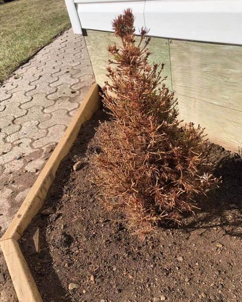 6 Reasons Why Dwarf Alberta Spruce Turns Brown – World of Garden Plants Alberta Spruce, Spider Mites, Root Rot, Garden Umbrella, Cedar Trees, Winter Sun, Yard Design, Companion Planting, Growing Plants