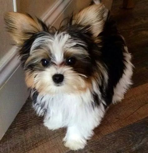 Yorkie Puppy Haircuts, Parti Yorkie, Shorkie Puppies, Yorkie Breeders, Biewer Terrier, Biewer Yorkie, Morkie Puppies, Teacup Yorkie Puppy, Cute Small Dogs