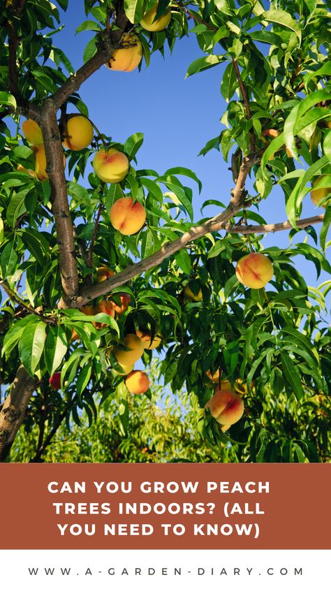 Curious about growing peach trees indoors? It's not only possible but can be incredibly rewarding! Indoor peach trees require proper lighting, watering, and care, but the result is fresh peaches from the comfort of your home. Discover the essential tips for choosing the right peach tree variety and creating the ideal indoor environment. With the right approach, your indoor peach tree will thrive and provide delicious, homegrown peaches year-round. Growing Peach Trees, Trees Indoors, Dry Branch, Juicy Peach, Garden Diary, Peach Tree, Big Yard, Fresh Peaches, Tiny Plants