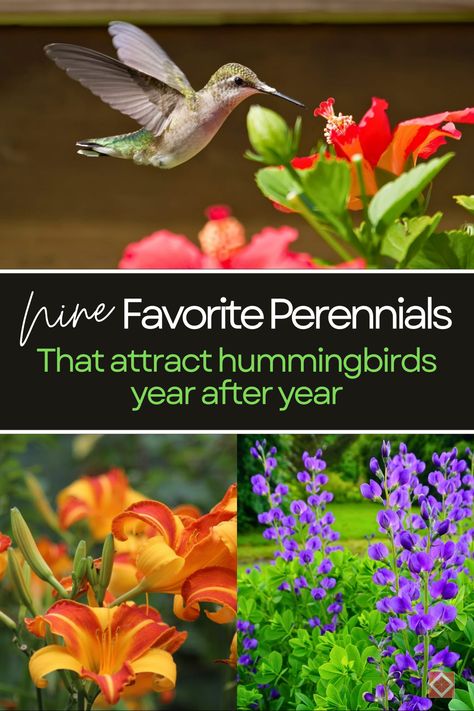 Transform your garden into a hummingbird paradise with these 9 favorite perennials! From vibrant coneflowers to aromatic hyssop, these plants are perfect for drawing in these tiny, colorful birds. Learn how to create a perennial garden that blooms with beauty and life, attracting hummingbirds year after year. Hummingbird Plants Perennials, Attracting Hummingbirds, Baptisia Australis, Wild Indigo, Hummingbird Plants, Attract Hummingbirds, Attract Pollinators, Tiny Bird, Annual Flowers