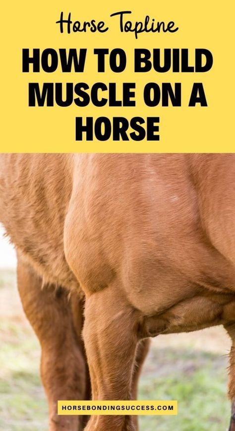 Horse Bonding, Horse Training Ground Work, Arabic Horse, Horse Training Exercises, Horse Farm Ideas, Horseback Riding Tips, Equine Care, Horse Lessons, Healthy Horses