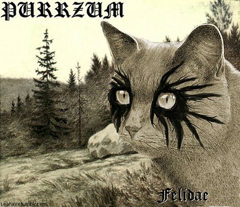 #purrzum #burzum #metal I'd listen to that. Heavy Metal Cat, Punk Cats, Metal Meme, Goth Memes, Emo Love, Extreme Metal, Band Humor, Thrash Metal, Music Memes