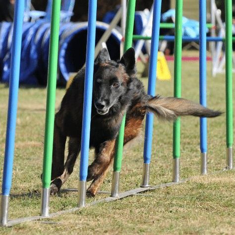 Dog Agility Photography, Dog Training Agility, Dog Training Pictures, Dog Agility Aesthetic, Dog Training Photography, Belgian Turveren, Diy Dog Playground, Dog Training Aesthetic, Playground Plans