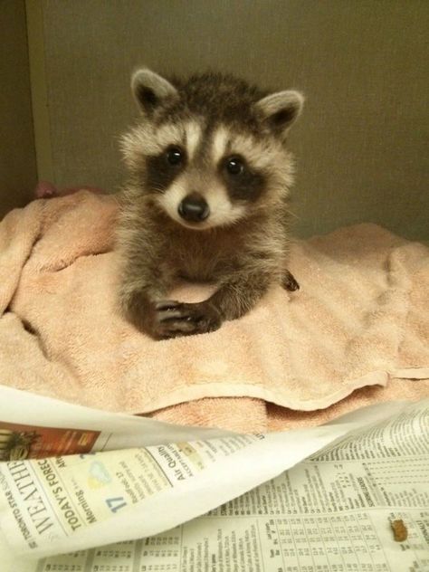 Cute Raccoons Looking Like A Mini Version Of Pandas Pet Raccoon, Baby Raccoon, Cele Mai Drăguțe Animale, Cute Raccoon, Raccoon Funny, Baby Animals Pictures, Animale Rare, Trash Panda, Pretty Animals