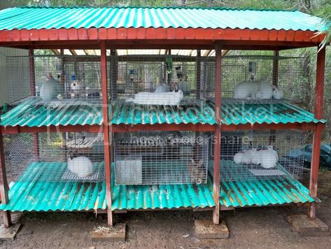 Sectional Rabbit Hutch, Rabbit Cages Outdoor, Rabbit Hutch Plans, Raising Rabbits For Meat, Show Rabbits, Diy Rabbit Hutch, Rabbit Pen, Birds Cage, Outdoor Rabbit Hutch