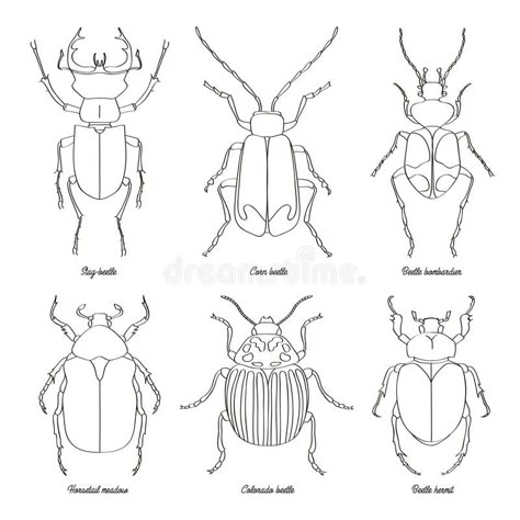 Image result for hermit beetle outline Beetle Outline Drawing, Easy Beetle Drawing, Fine Line Beetle Tattoo, Bug Outline Drawing, Insect Templates Free Printable, Beetle Line Drawing, Bug Drawing Insects, Insect Drawing Simple, Beetle Template