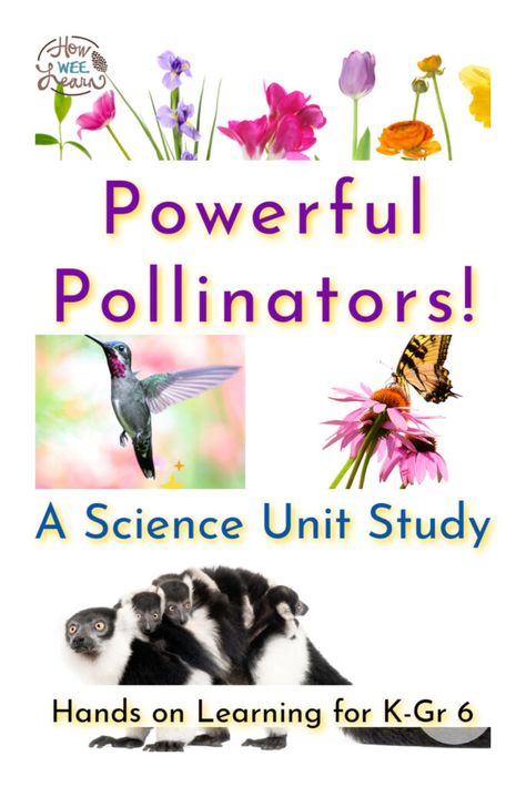 A spectacular science unit study for kids from kindergarten through to grade six: Powerful Pollinators! Learn all about the science behind pollination with 10 hands on activities, youtube videos, informational reading, math questions, reading and writing extensions, and more! Pollinators Activities, Pollinators For Kids, Pollination Experiment, Butterfly Science Activities, Pollination Activity, Summer Camp At Home, Stream Ideas, Camp At Home, Science Unit Studies