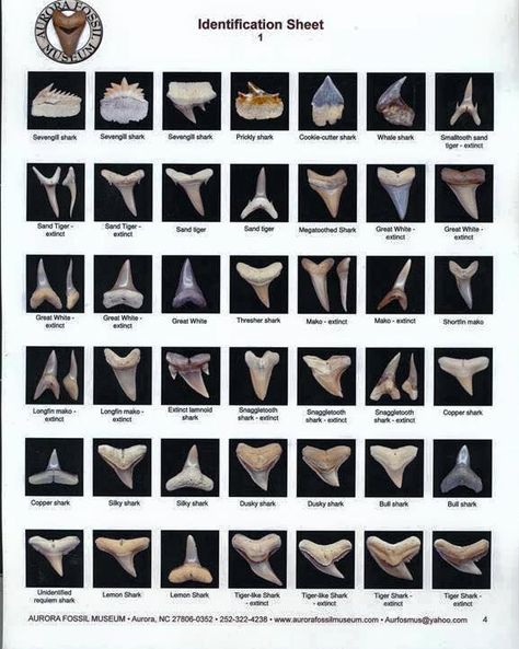 Shark Teeth Identification Shark Tooth Identification, Different Shark Teeth, Different Types Of Shark Teeth, Shark Tooth Identification Chart, Shark Teeth Identification, What To Do With Shark Teeth, Shark Tooth Crafts, Shark Tooth Art, Shark Teeth Art