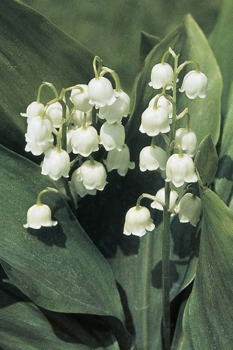 Lily Of The Valley Flowers, Be Kind To Everyone, Valley Flowers, Flower Meanings, Flowers Petals, Nothing But Flowers, Plant Aesthetic, Delphinium, Birth Flower