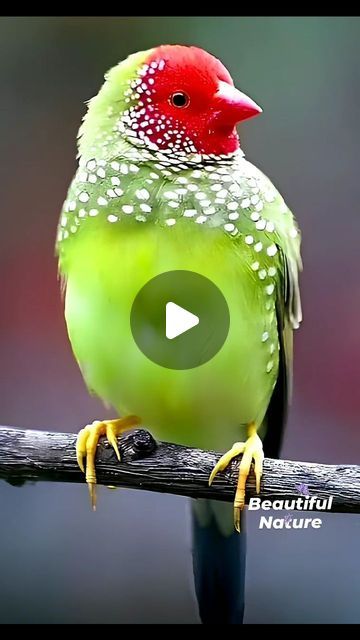 Rene Figueroa on Instagram: "#hey #birds #birdstagram #birds_adored #birds_captures #bestbirdshots #lovebirds #birdsonearth #nuts_about_birds #your_best_birds #aves #pajaros #flowers #flowerstagram #naturaleza #naturelovers #outdoors #flores" Happy Birthday Gif Images, Good Morning Wishes Gif, Special Good Morning, Good Morning Happy Sunday, Good Morning Beautiful Flowers, Beautiful Flowers Photos, Most Beautiful Birds, Beautiful Bugs, Instagram Diy