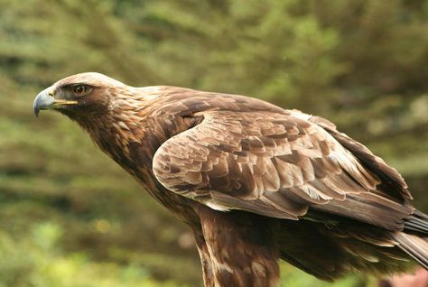 Norwegian Eagles Are Taking Out Full-Grown Reindeer | Mental Floss Types Of Eagles, Raptor Bird Of Prey, Aigle Royal, White Tailed Eagle, Hawk Eagle, Eagle Bird, National Animal, Golden Eagle, Bird Wallpaper