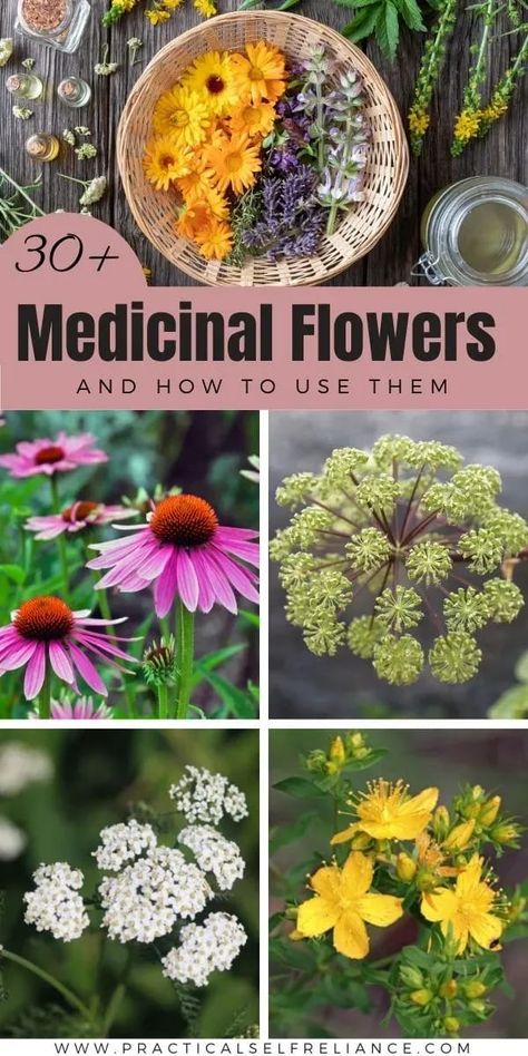 Medicinal Flowers, Medical Plants, Medicine Garden, Herbal Medicine Recipes, Medicinal Herbs Garden, Medical Herbs, Edible Wild Plants, Healing Garden, Herbal Recipes