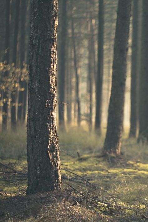 Take me to the wood, and leave me, that my spirit may freely roam. Hiking Friends, Silhouette Photo, Paris Holiday, Woods Forest, Misty Forest, Tall Trees, Forest Floor, Walk In The Woods, Foto Inspiration